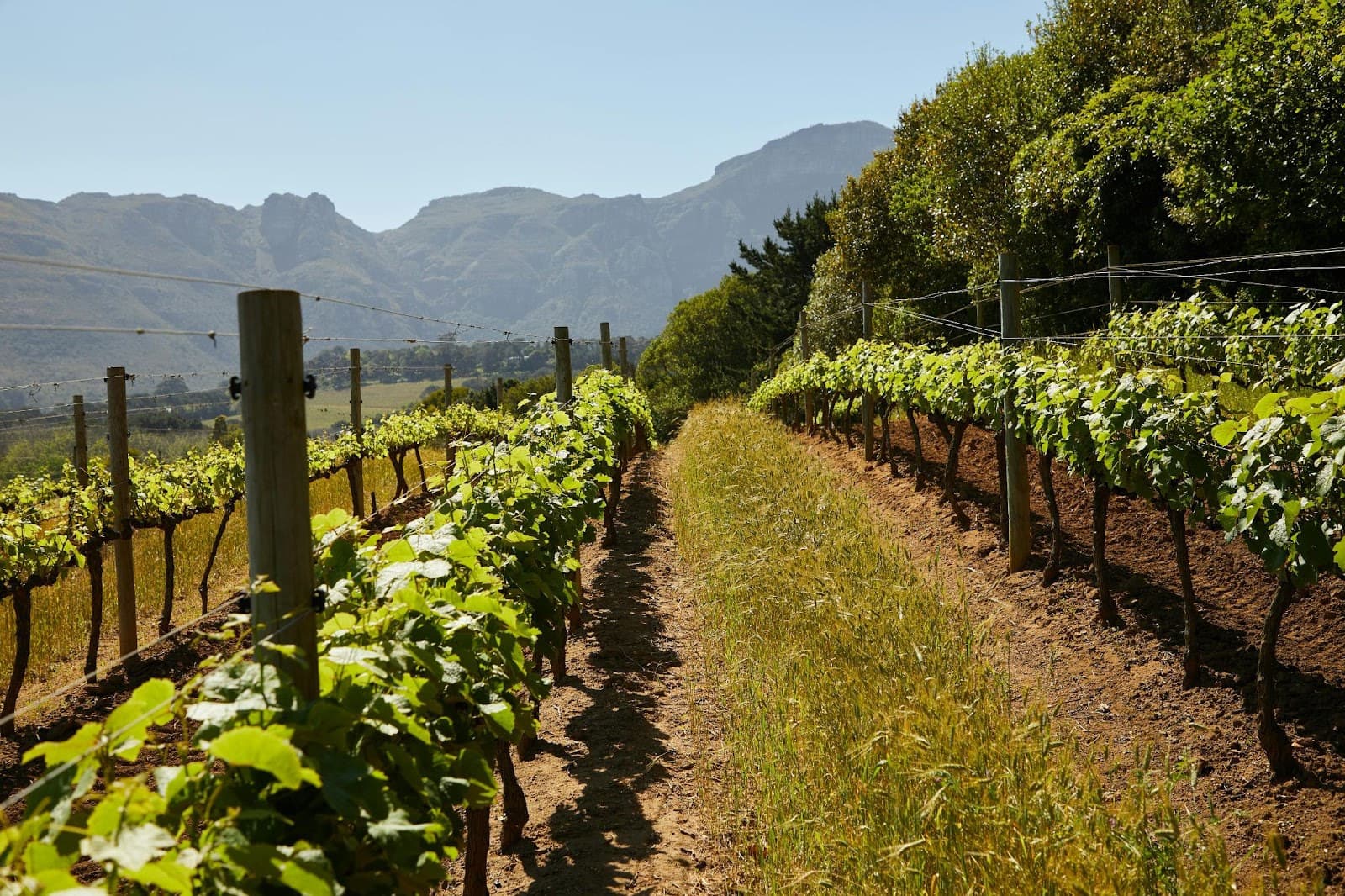 Lush green vines line a vineyard path with mountains in the background under a clear blue sky, showcasing a tranquil landscape.