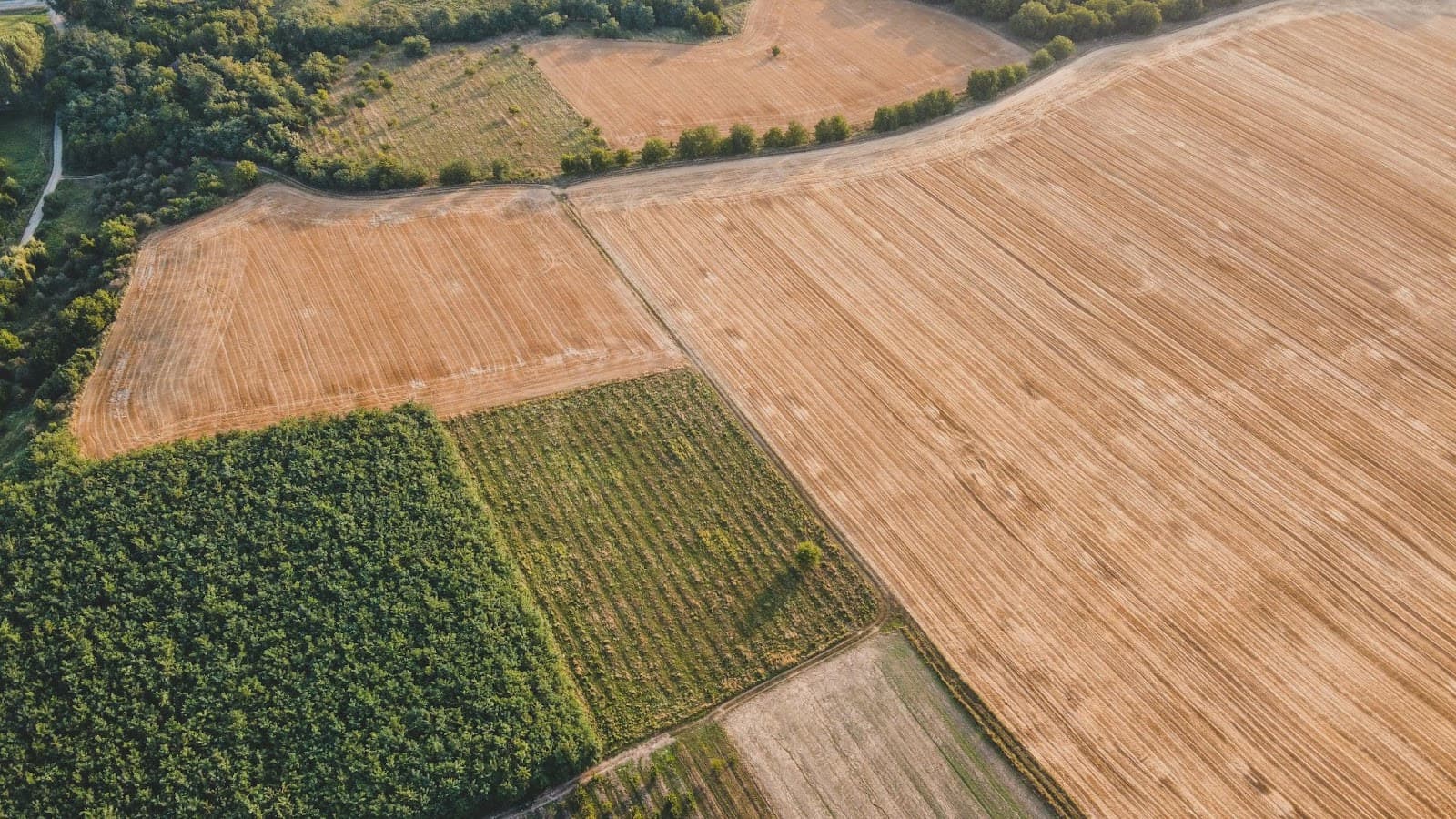 Aerial view of agricultural fields, featuring golden stubble, lush green patches, and lined rows, bordered by trees and a winding path.