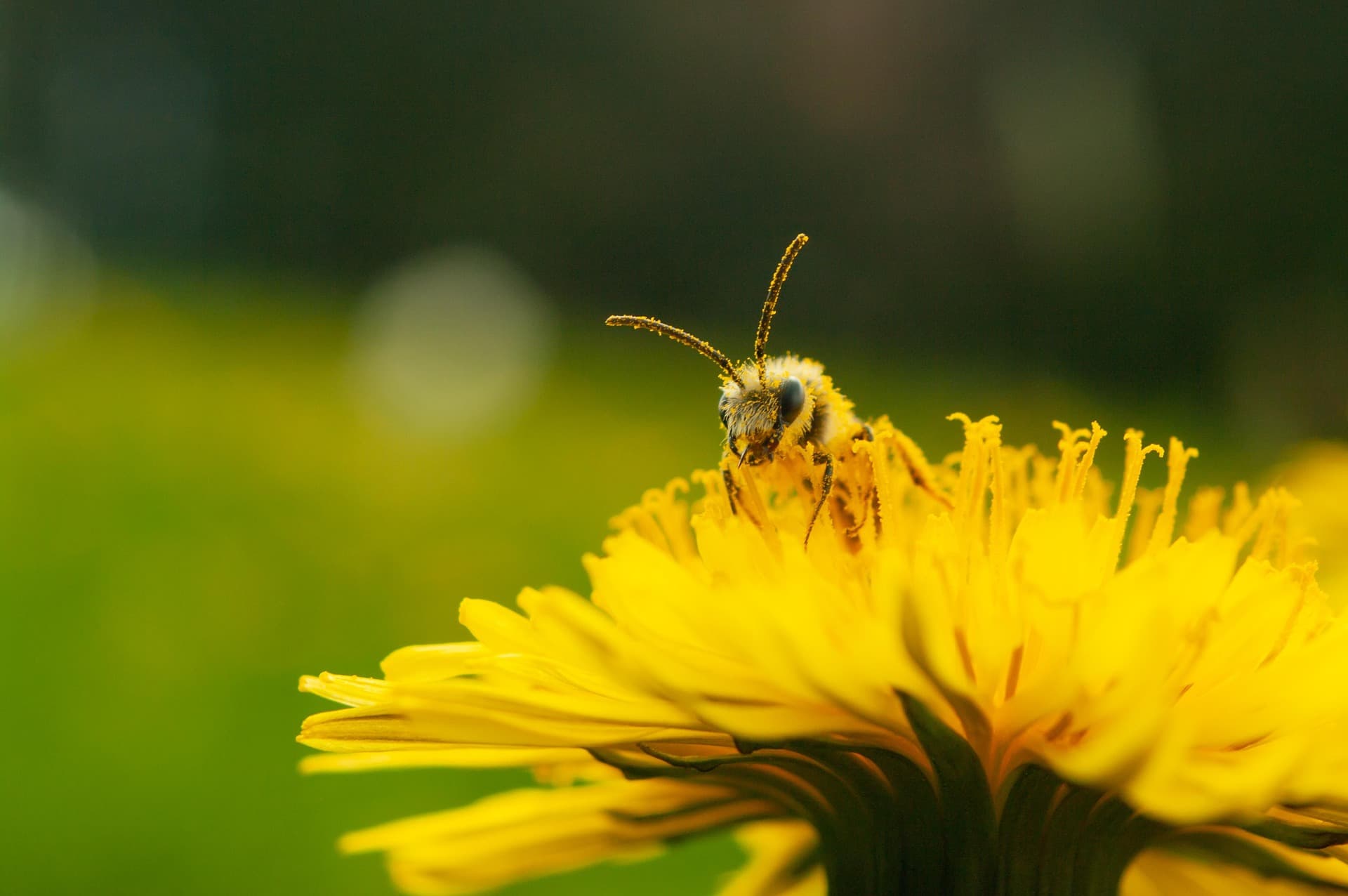 Bee on a yellow flower