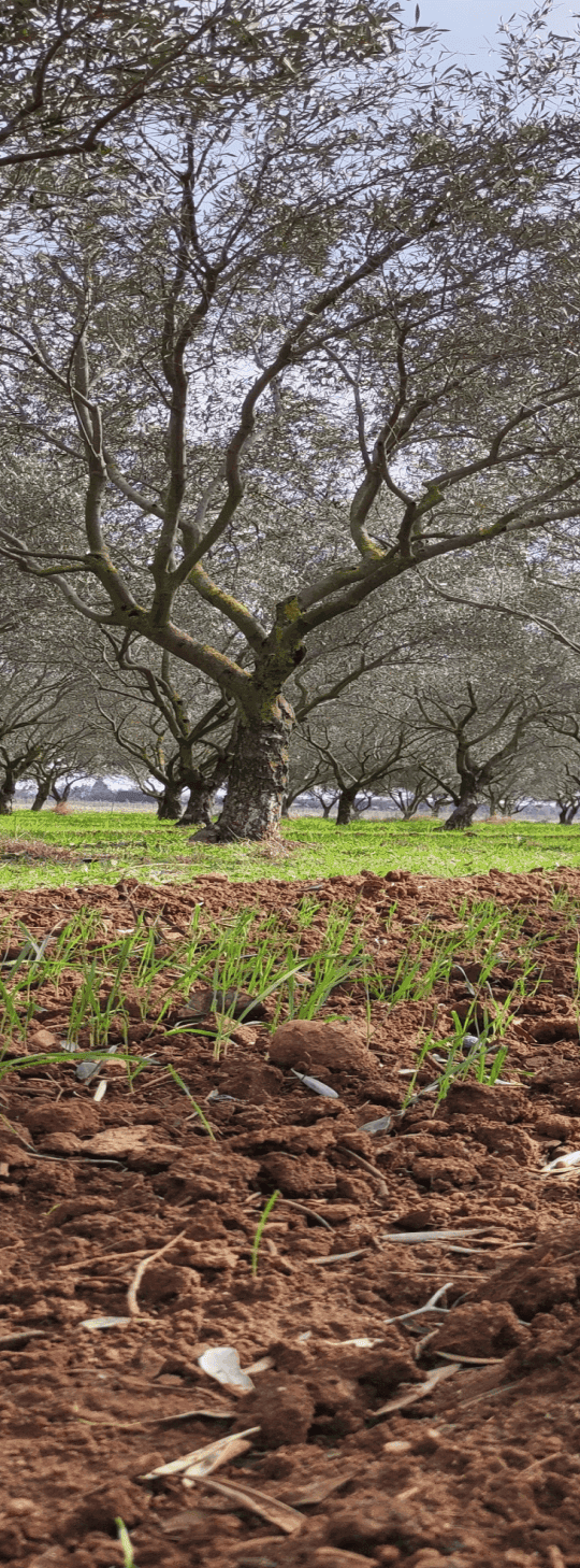 Agroforestry/Woodycrop