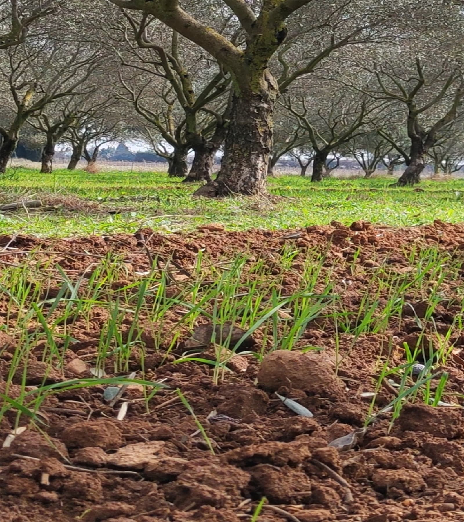 Agroforestry/Woody crops